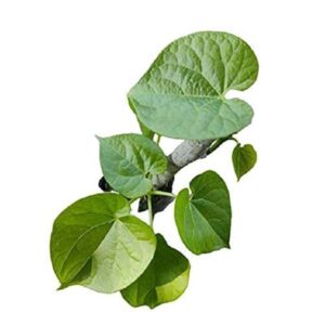 Hawan Item -TippaTega