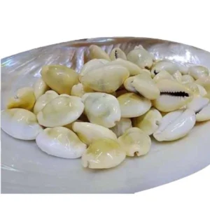 Yellow Cowrie Shells (Gavvalu)
