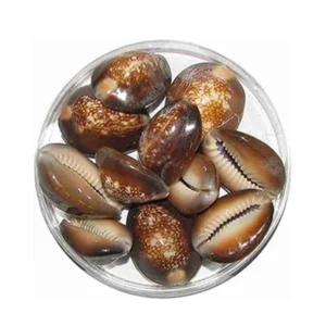 Black Cowrie Shells (Gavvalu)